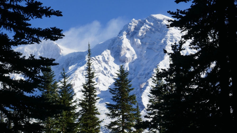 Spruces Branches and Mountains