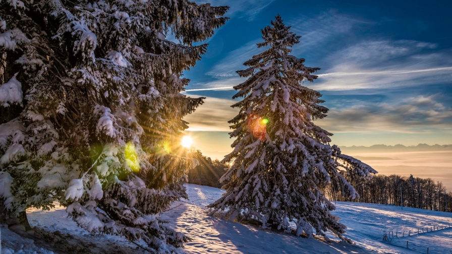 Sunlight Between Trees with Snow