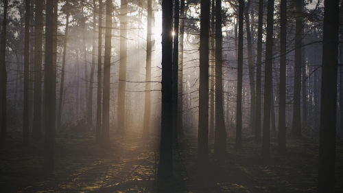 Sunlight from trees in dark forest
