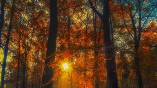 Sunlight in Autumn Forest