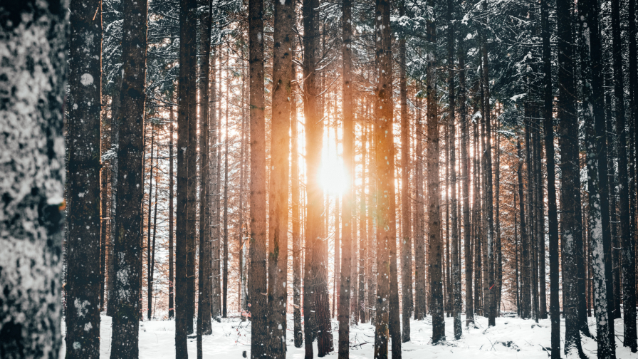 Sunlight in Winter Forest