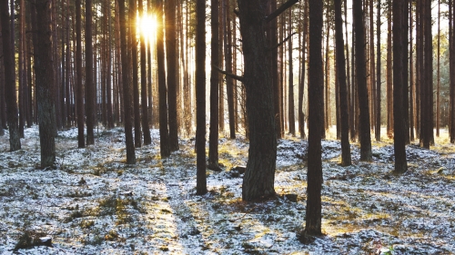 Sunlight in Winter Forest