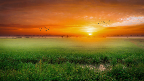 Sunrise and Green Grass on Meadow