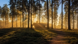 Sunrise at Tallmon Nature Reserve Sweden