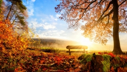 Sunrise in Autumn Forest