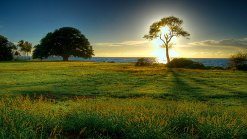 Sunrise in Beautiful Green Meadow