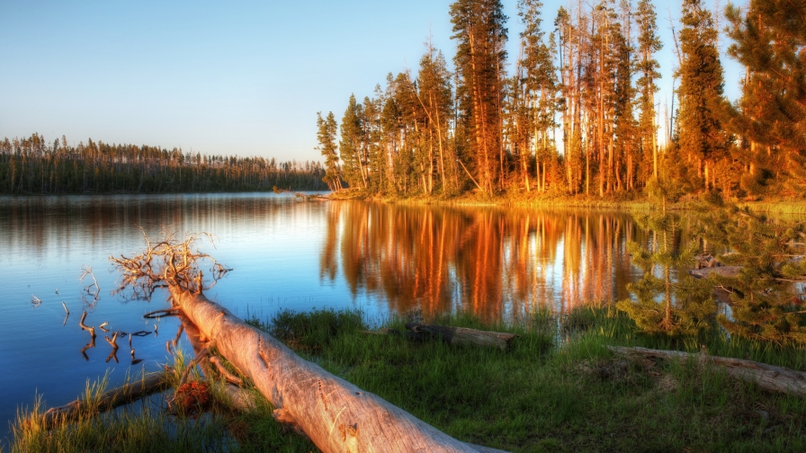 Sunrise in beautiful pine forest