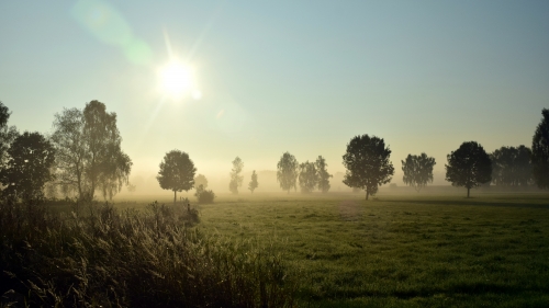 Sunrises Grasslands and Trees in Fog