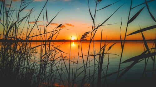Sunset and Reeds on Shore