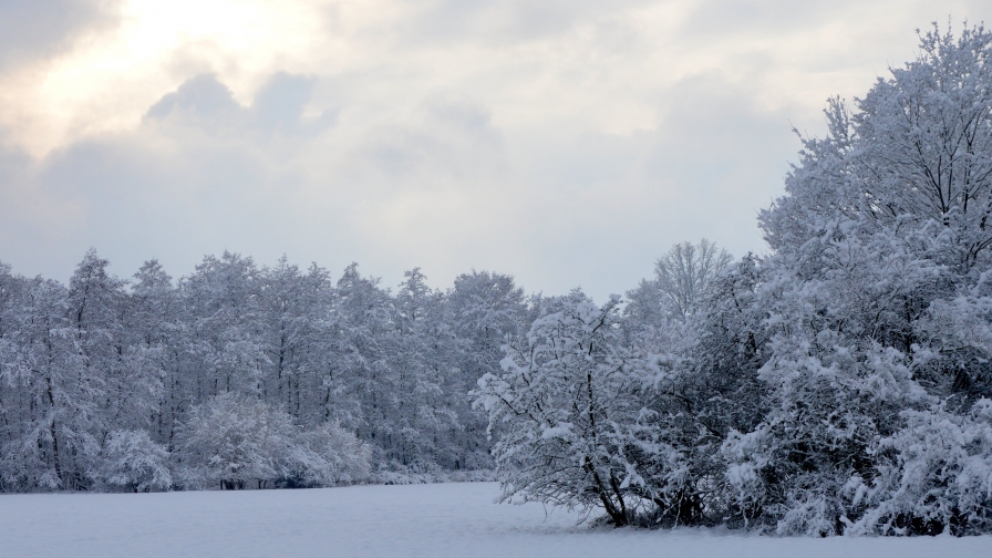 Sunset in Snowy Forest