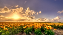 Sunset on Tulip Farm