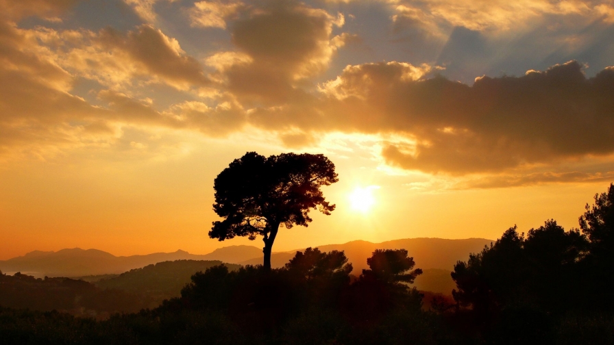 Sunset Single Tree in Forest