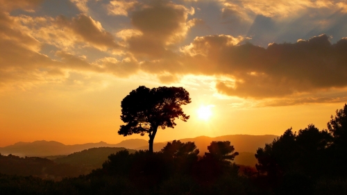 Sunset Single Tree in Forest