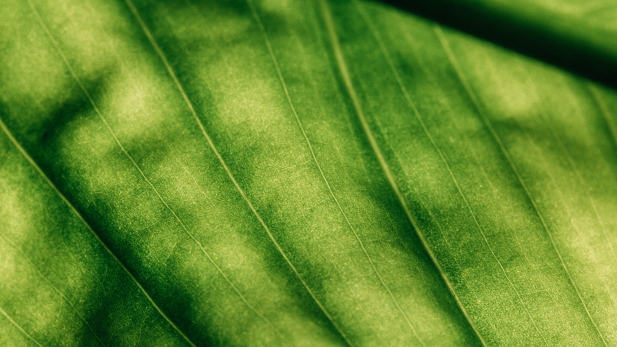 Surface of Green Leaf