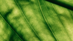 Surface of Green Leaf