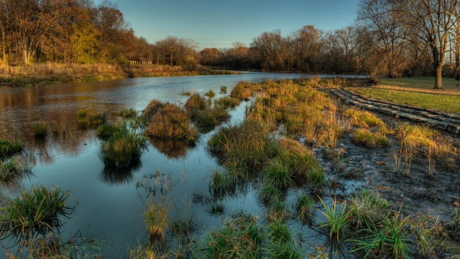 Swamp with Green Grass and River