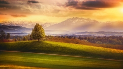 Switzerland Mountains Meadows and Trees