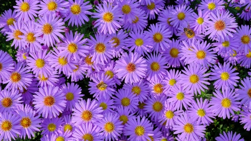 Symphyotrichum Beautiful Purple Flowers