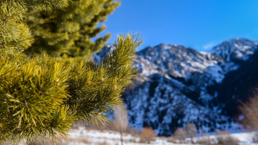 Tree Pins Closeup with Background Mountain