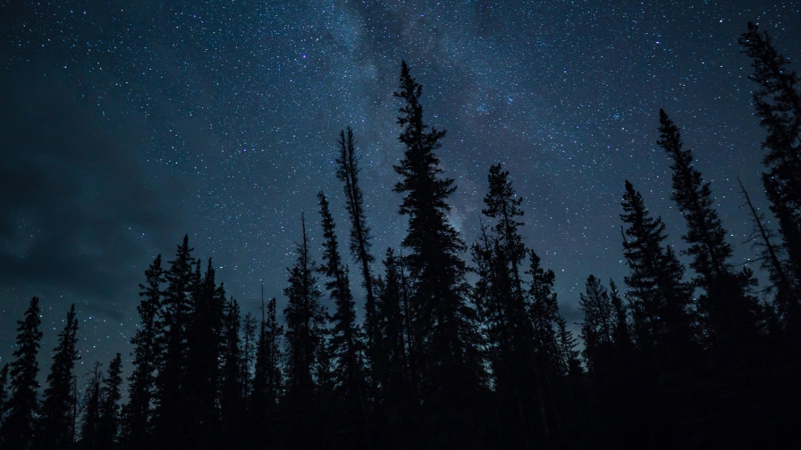 Trees and Starry Night Sky