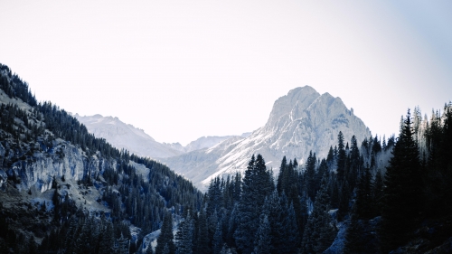 Trees in Forest in Mountain Valley