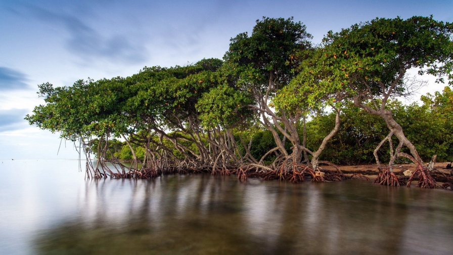 Trees on the River