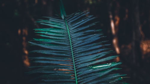 Turquoise Leaf Macro