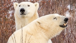 Two White Polar Bears