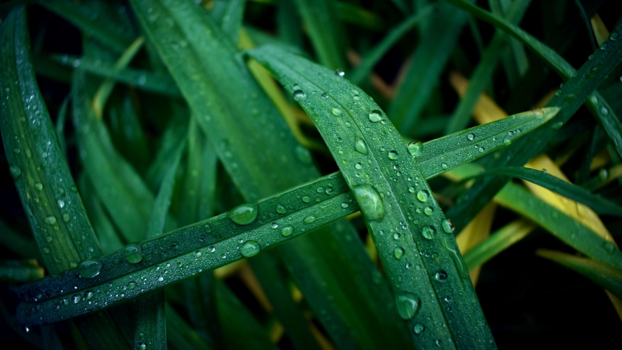 Water Drops on Green Grass