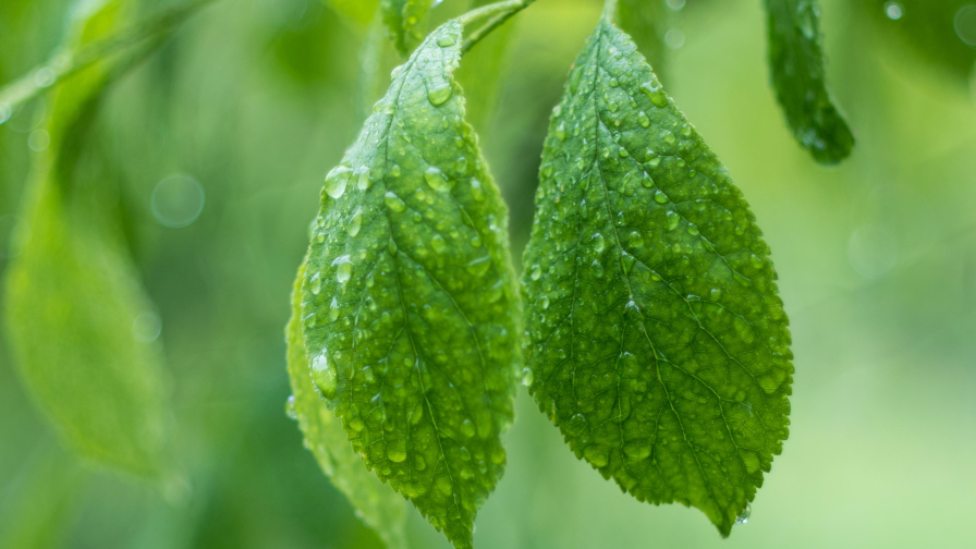 Water Drops on Green Leaves