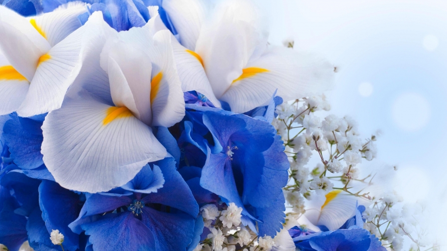 White and Blue Flowers