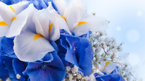 White and Blue Flowers