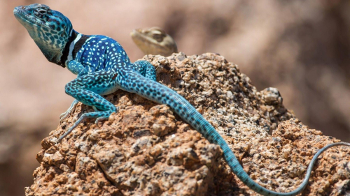 White and Blue Lizard on Brown Rock