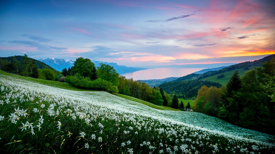 White Flowers on Slope