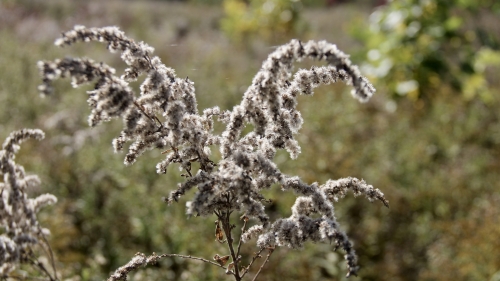 White Grass in Field