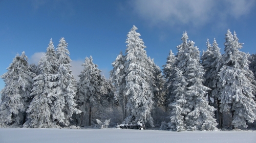 Winter and Snow Covered Spruce Forest