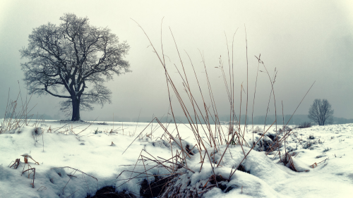 Winter Snowed Field and Single Tree