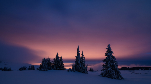 Winter Forest and Field