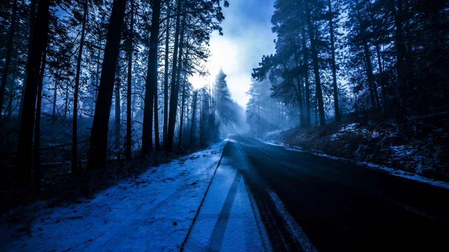 Winter Forest and Road with Sunlight