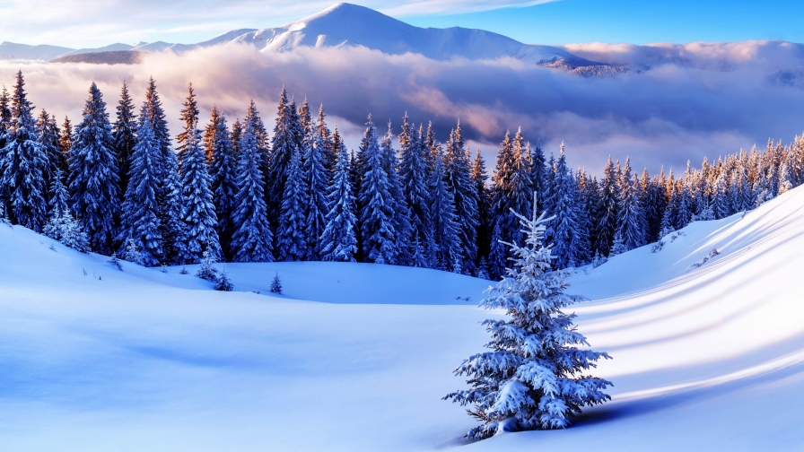 Winter Forest Fog and Mountains