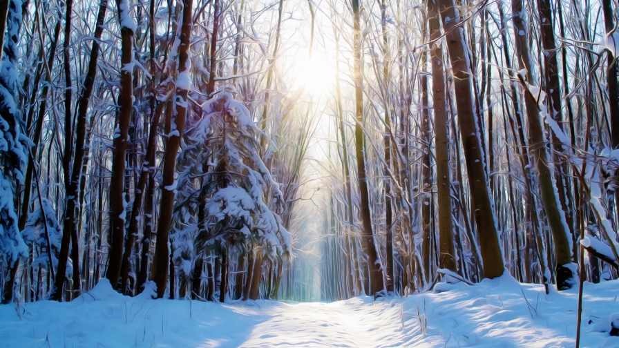 Winter Forest Road and Sunlight