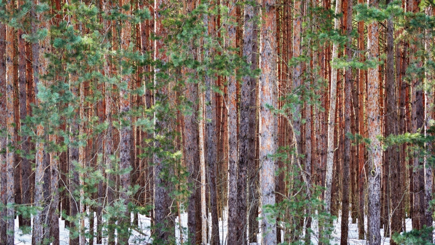 Winter Pine Forest