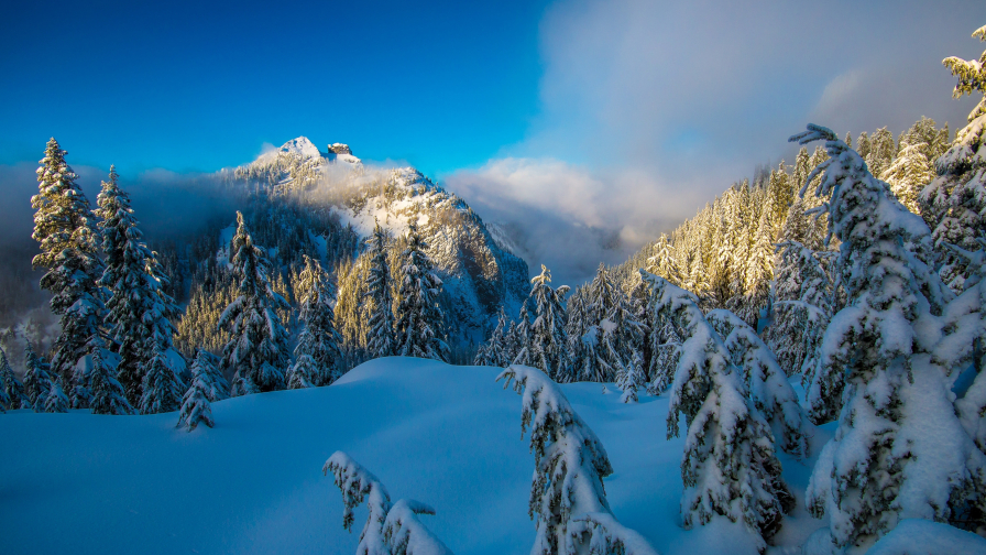 Winter Snow Forest and Mountains Ultra 4K