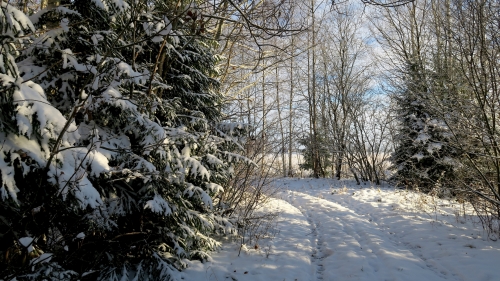 Winter Snow Trees in Forest