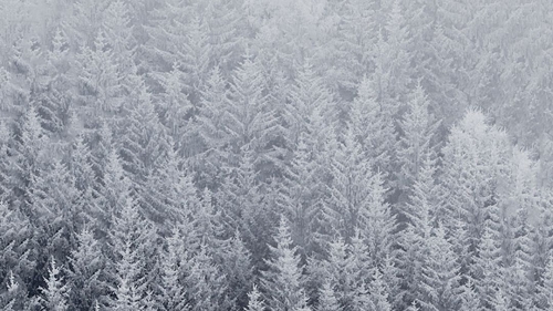 Winter Snowed Forest