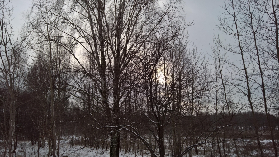 Winter Sunset in Forest