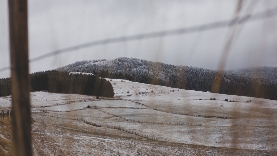 Withered Grass Field at Daytime