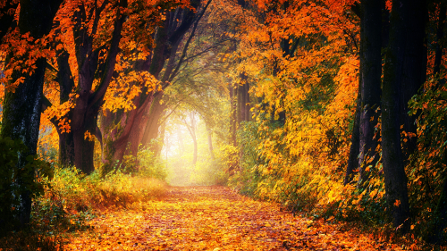 Wonderful Autumn Forest and Daylight