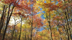 Wonderful autumn forest and sunlight