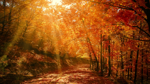 Wonderful Autumn Yellow Forest and Sunbeam